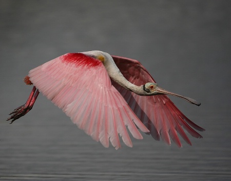 Spoonbill in Flight