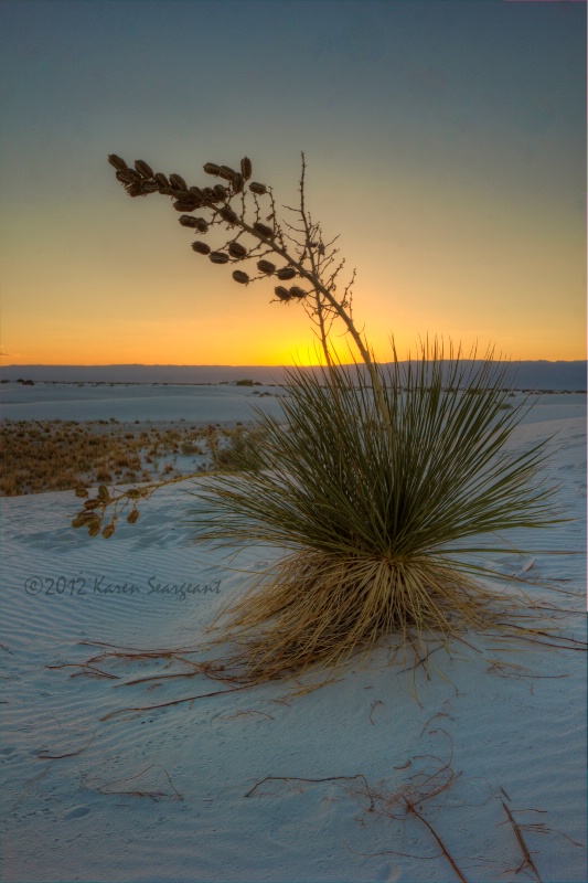 Sunrise Yucca