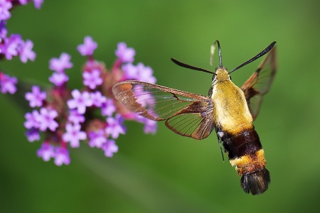 Hummingbird Moth