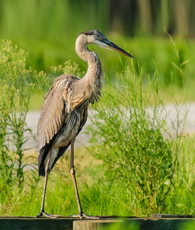 Great Blue Heron