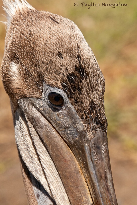 Brown Pelican