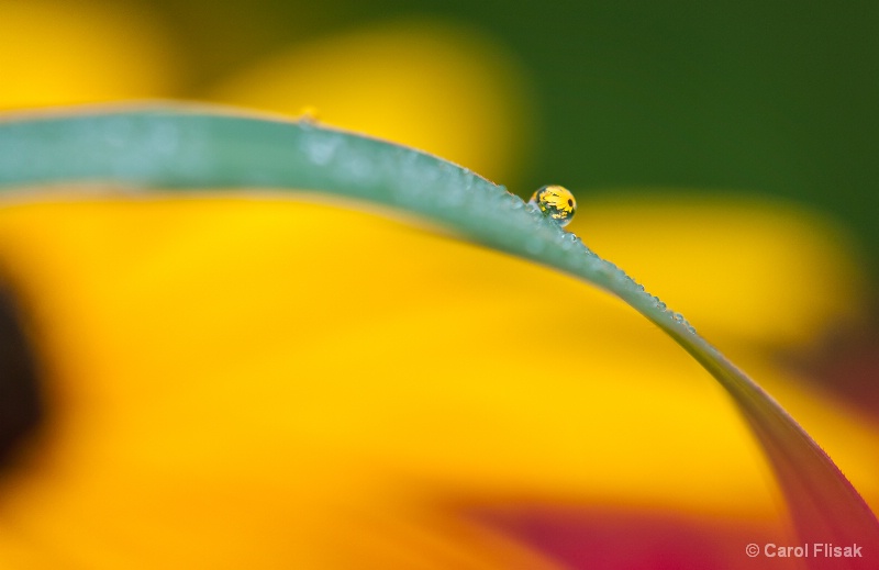 Daisy in a Drop