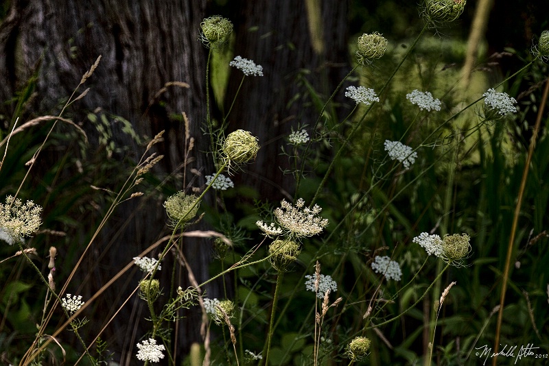 Queen Anne in the Meadow