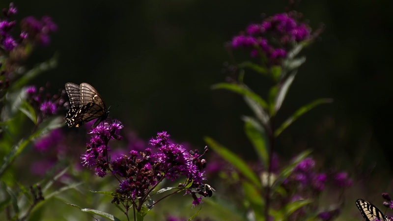 On the New York Ironweed