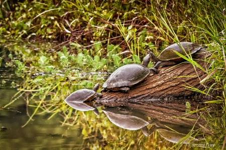 Turtle Trio