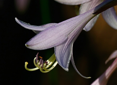 Hosta Blossom