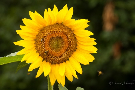 Sunflower Hearts