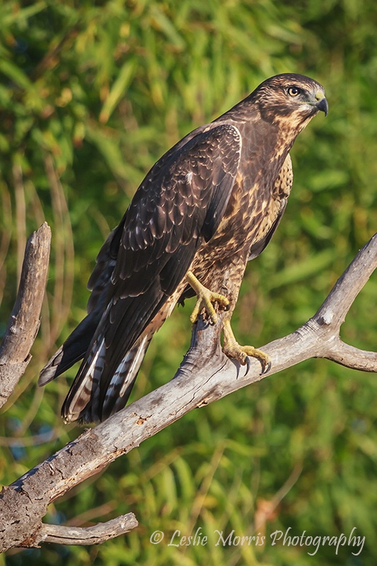 Swainson's Hawk