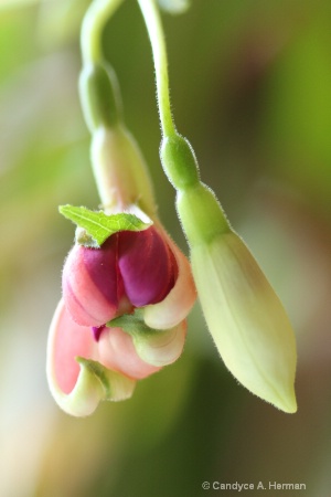 My Fuchsia