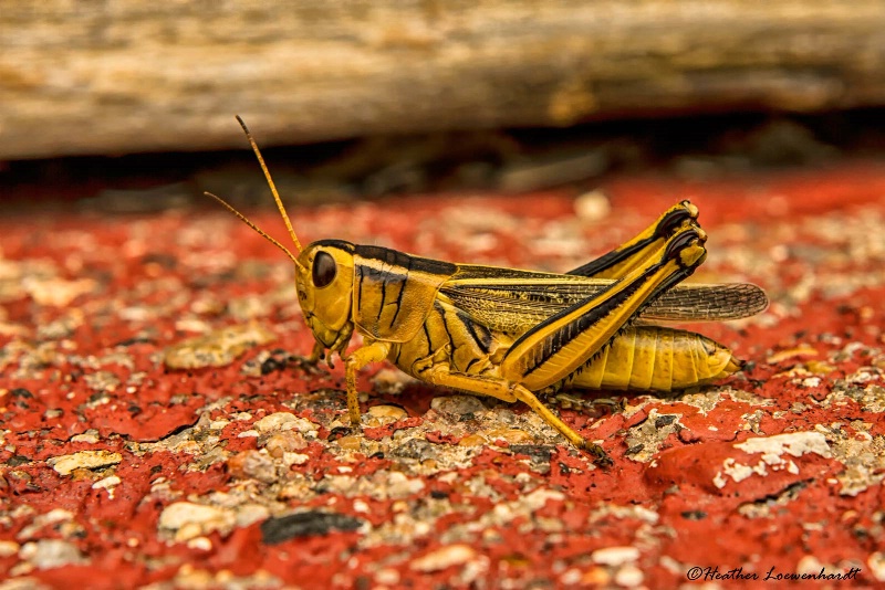 Prairie Grasshopper