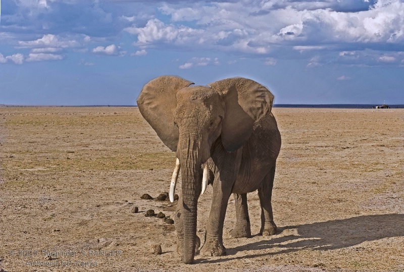 Elephant in Amboseli park-Kenya