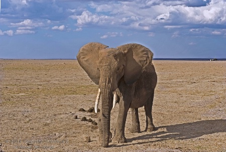 Elephant in Amboseli park-Kenya