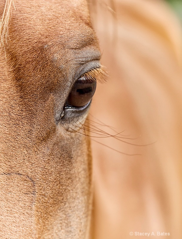 Equine Eye