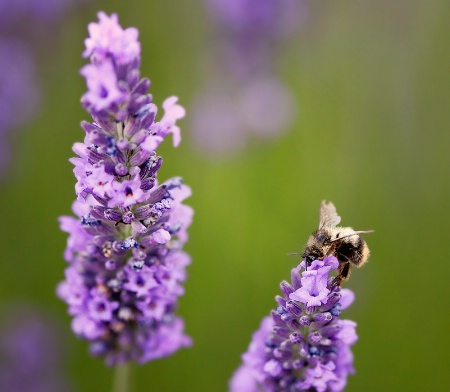 Lavender and Bee