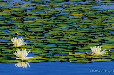 Lilies in the Sun