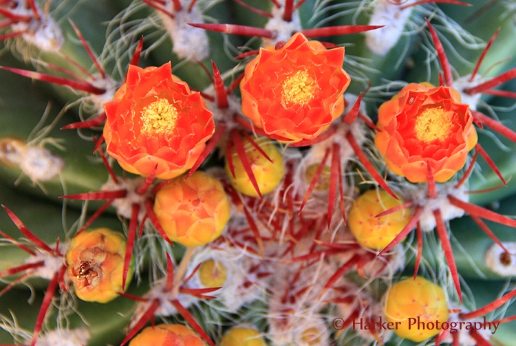 Echinocereus triglochidiatus