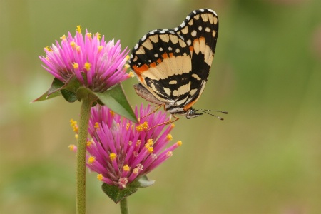 among the flowers