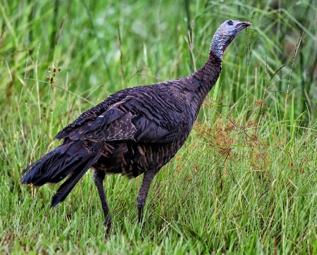 Fla Turkey Taking a Nibble