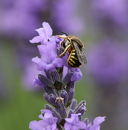 Bee on Lavender