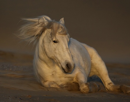 Fun In the Sand