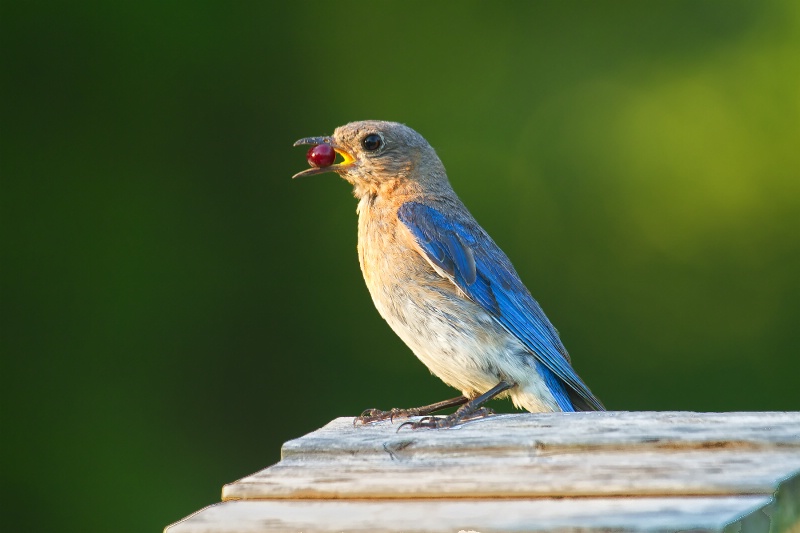 Bluebird 