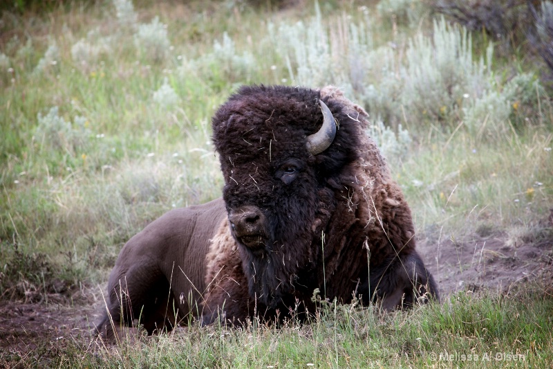 Yellowstone - Bison