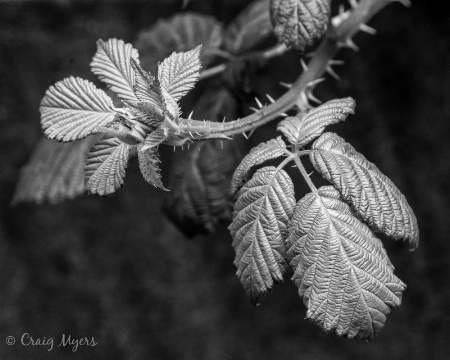 Blackberry vine