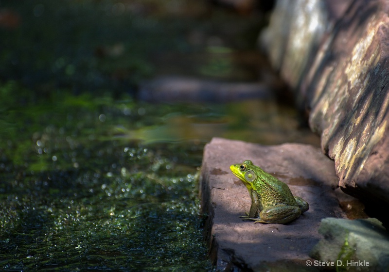 Happiness Is A Green Frog!