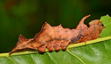 Dead Leaf Mimic