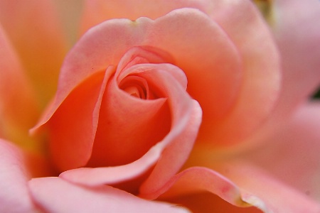 Soft rose