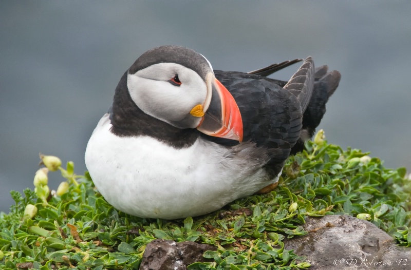 Puffin 4