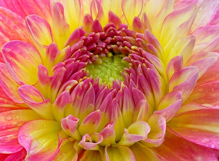 Dahlia