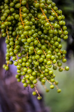 Hanging Berries