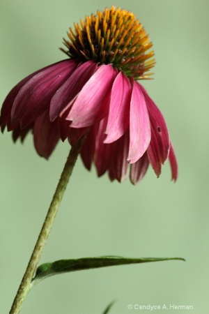 Cone Flower_2