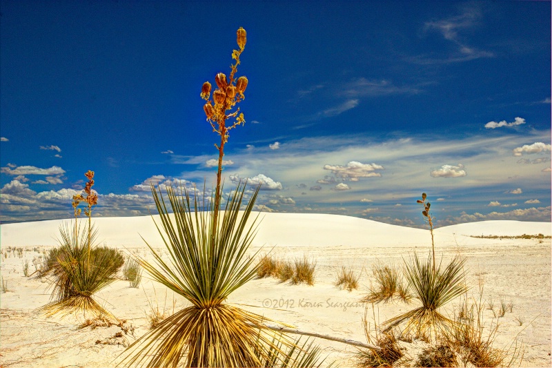 Yucca Trio