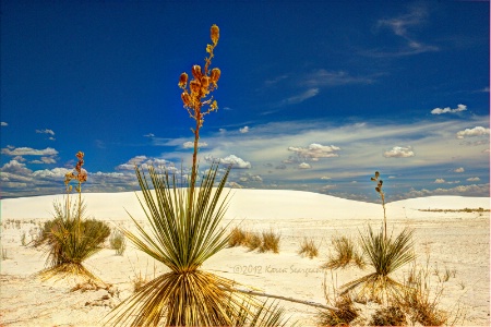 Yucca Trio