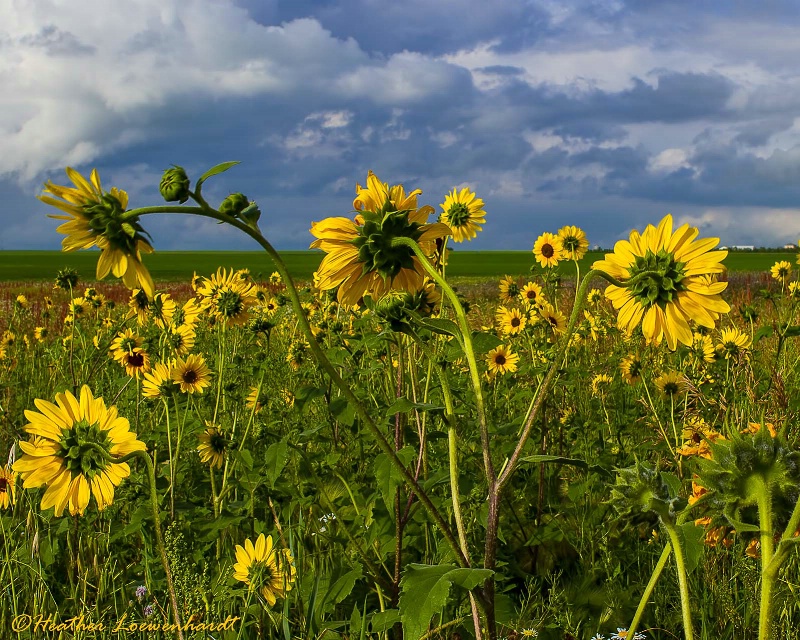 Sensational Sunflowers