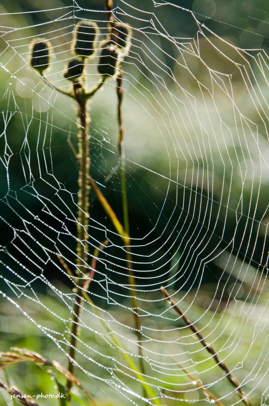 Spider web