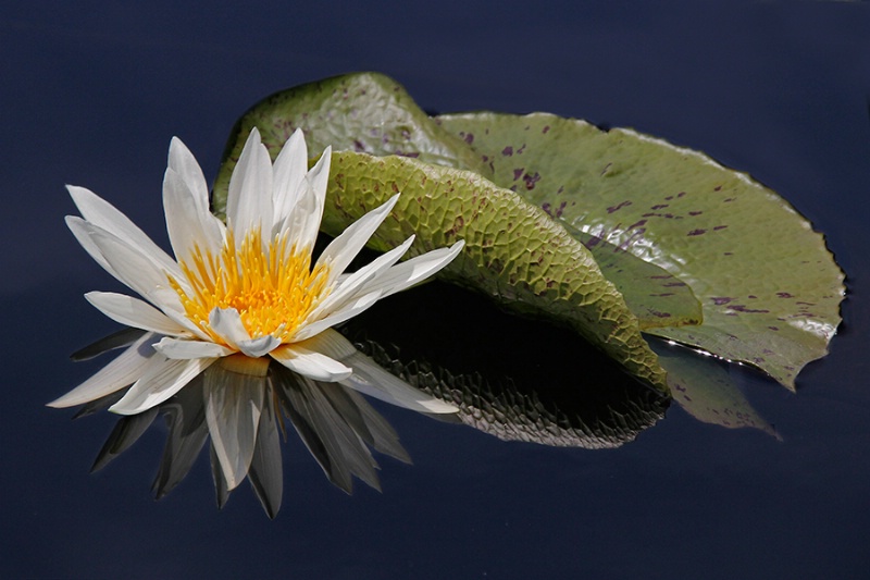Mirrored Lily