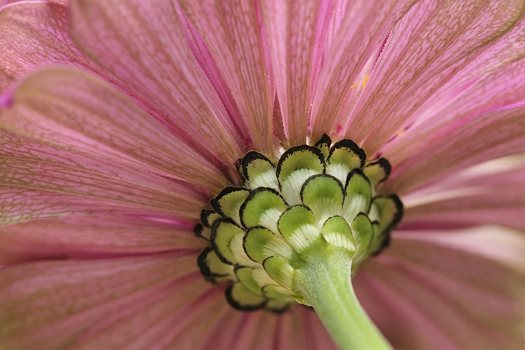 Zinnia #6