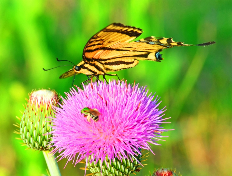 Swallowtail Butterfly and  Green Bee