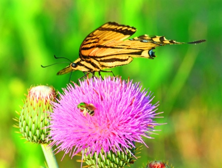 Swallowtail Butterfly and  Green Bee