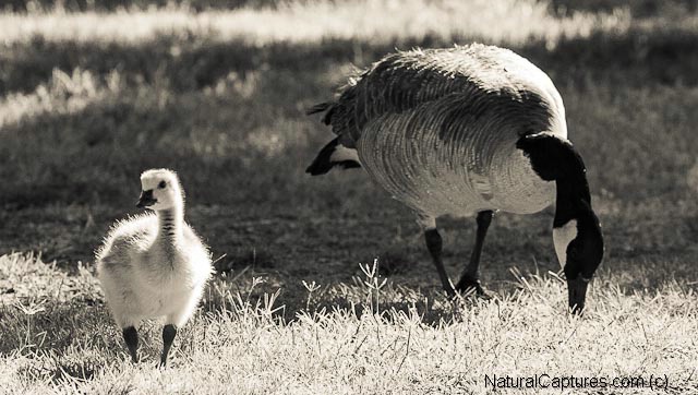 Gosling and Goose