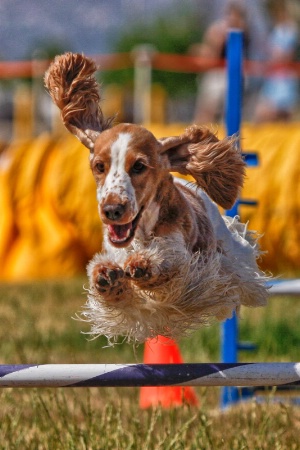 Agility Cocker