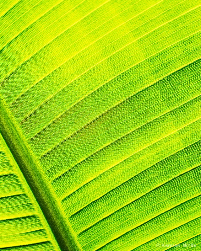 Leaf Detail