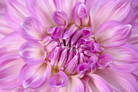 Dahlia in a Dream