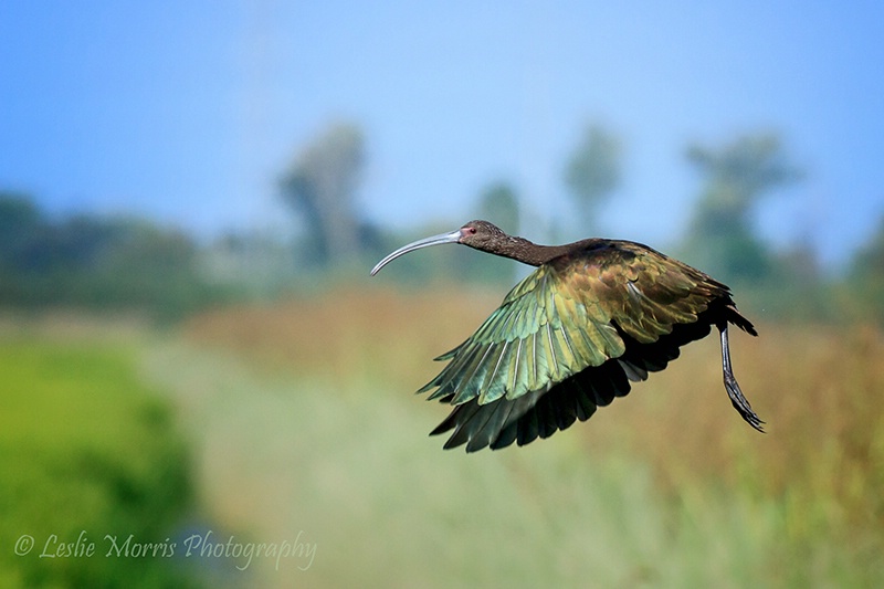 White-faced Ibis 