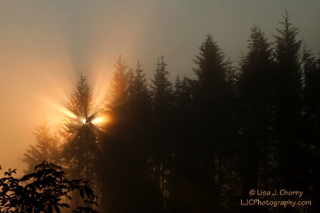 Sunrise Through Early Morning Fog