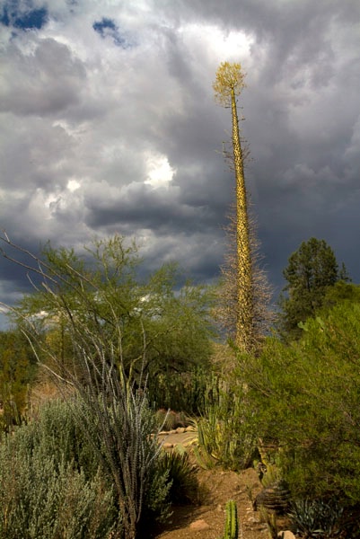 The Boojum Tree