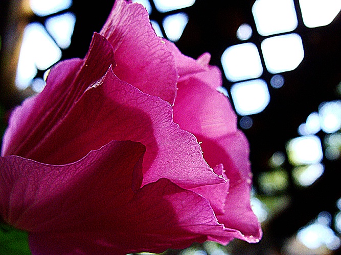 Bright Light Skylight